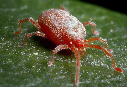 chiggers in washington