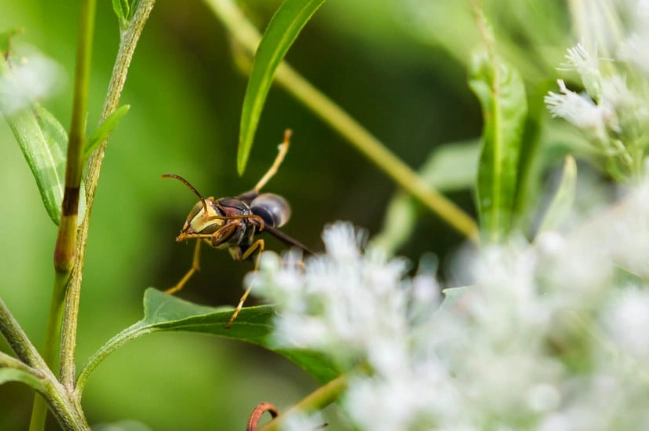 paper wasp species