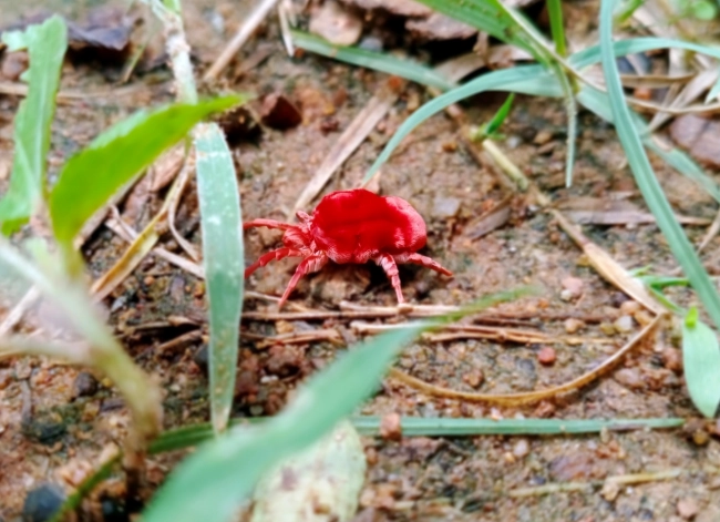 do chiggers live in Washington