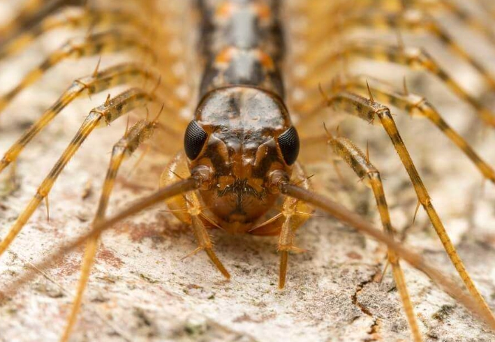 house centipedes found in the US