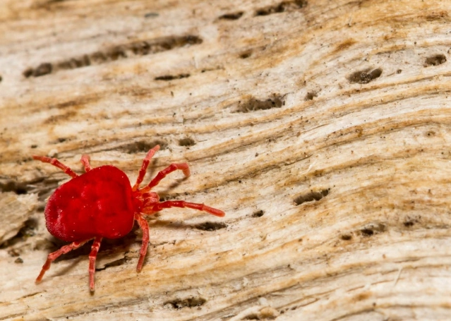 do chiggers live in Washington