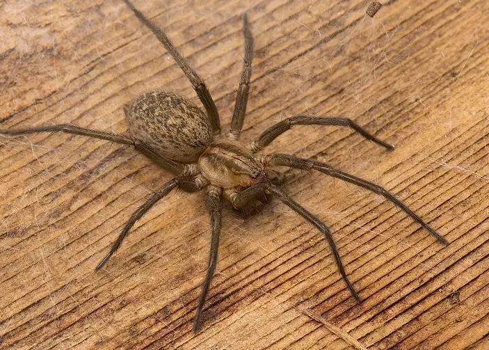 hobo spider identification