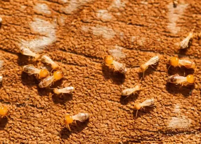 termite spread speed