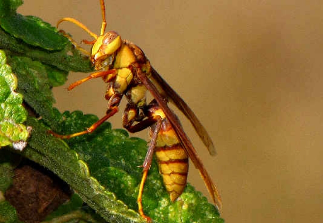 paper wasp species