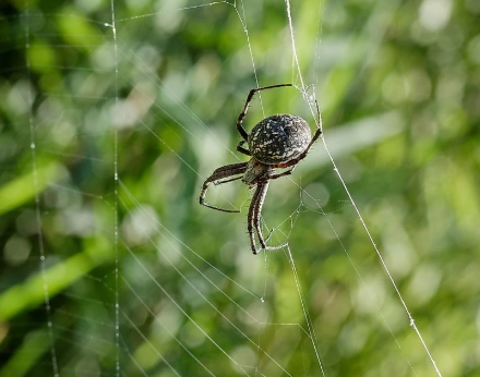 are orb weaver spiders poisonous