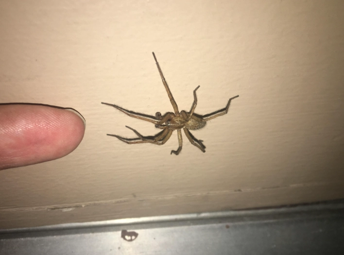 hobo spider vs brown recluse