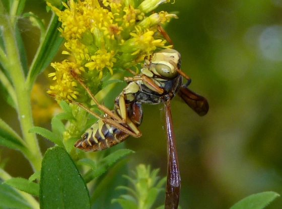 types of paper wasps