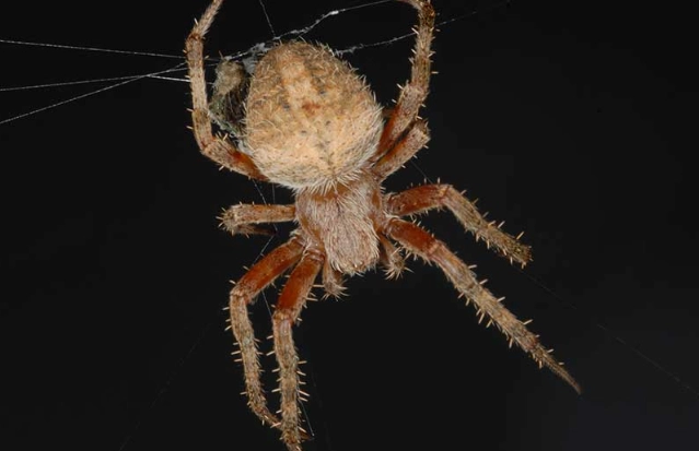 spotted orb weaver bite