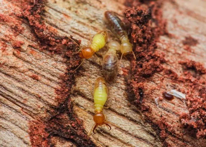 how fast do termites spread
