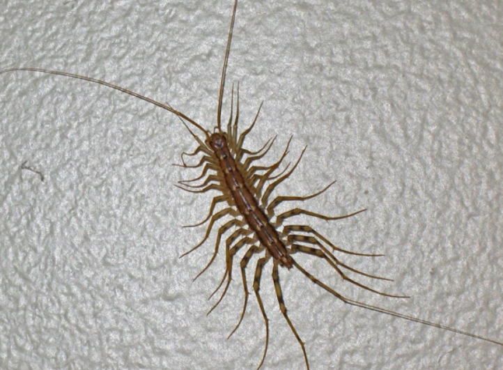 house centipede distribution