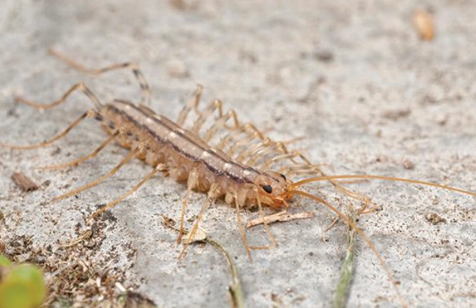 where are house centipedes found