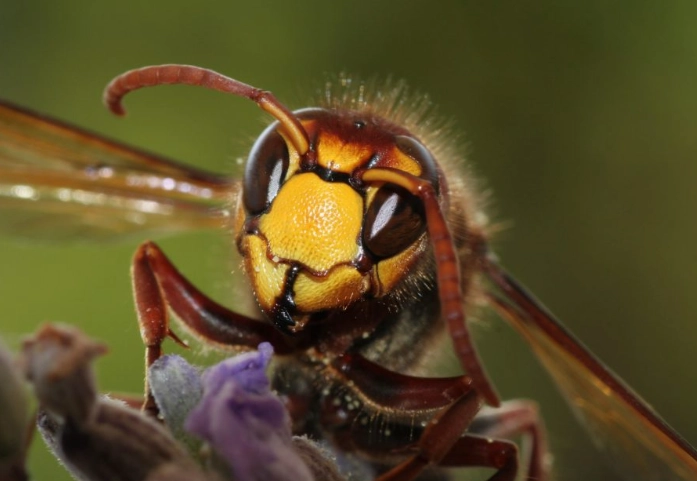 hornet nest removal kansas