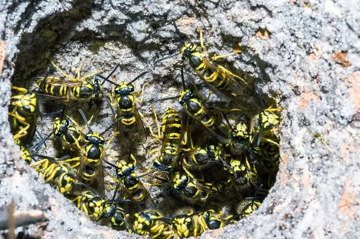 kansas hornet species