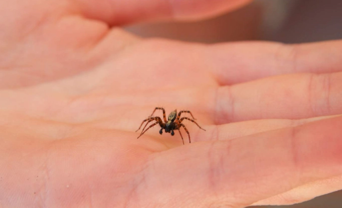 Hobo Spider Size: A Complete Guide with Identification & Comparison Charts