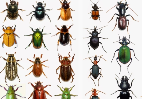 software bug detection