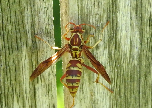 Paper Wasp Sting Treatment Paper Wasp Sting Treatment