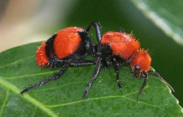 red imported fire ants