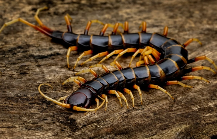 centipede identification centipede identification