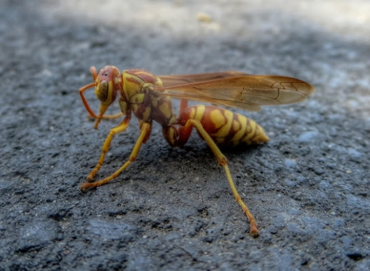 How to Get Rid of Paper Wasps How to Get Rid of Paper Wasps