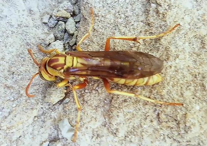 How to Get Rid of Paper Wasps How to Get Rid of Paper Wasps