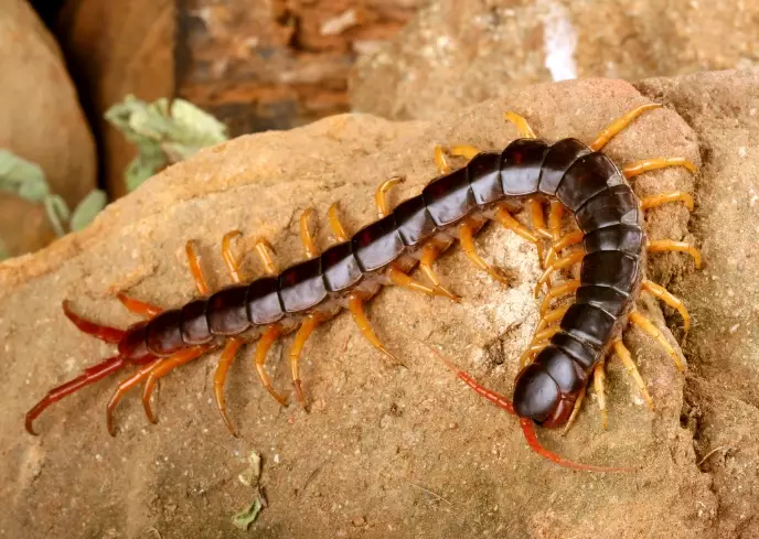 house centipede house centipede