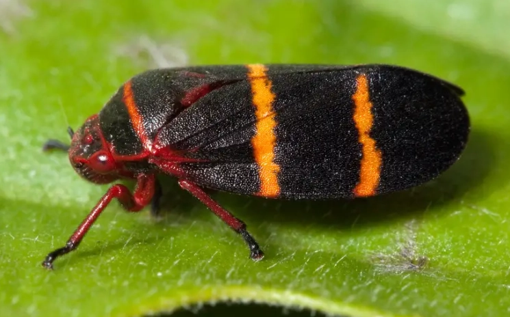 black orange striped bug identification
