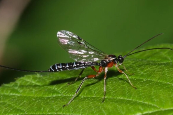 are mayflies dangerous