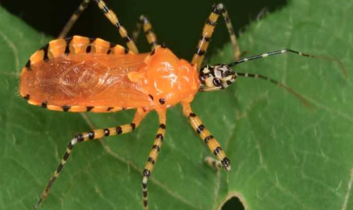 black orange striped bug identification