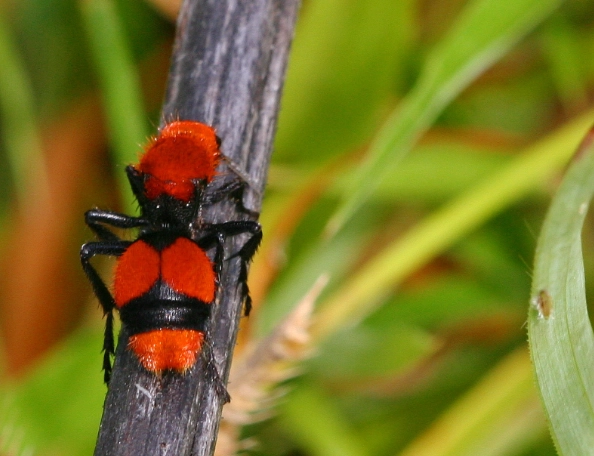 red imported fire ants