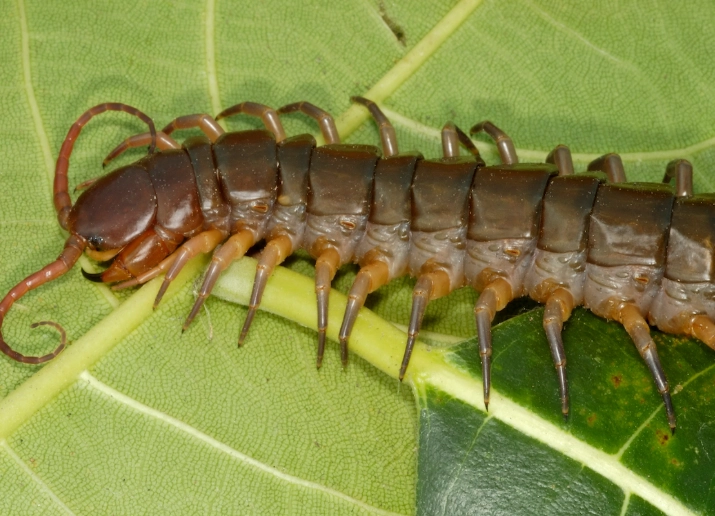 centipede vs millipede centipede vs millipede