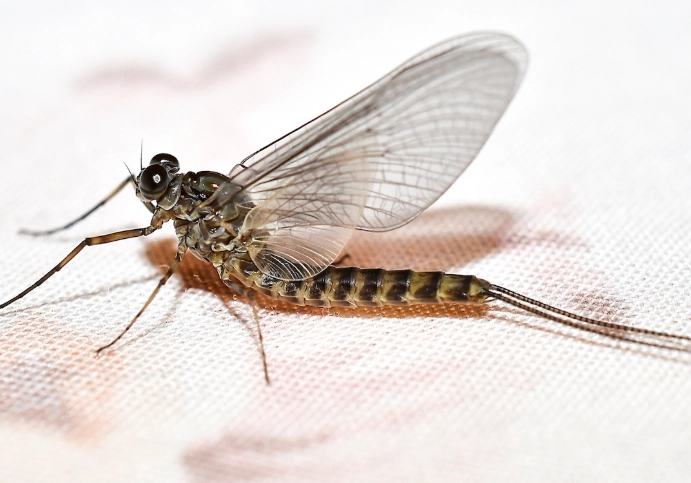 are mayflies dangerous