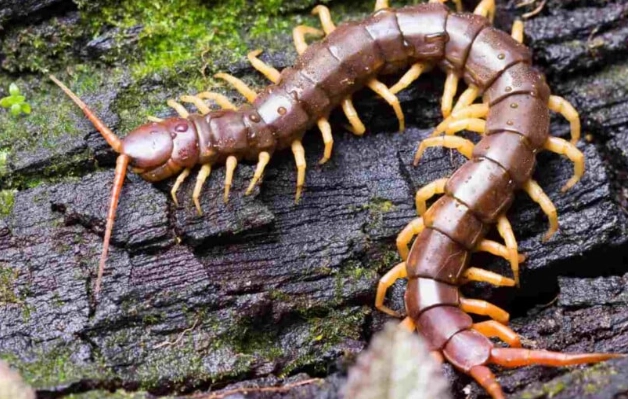 centipede identification centipede identification