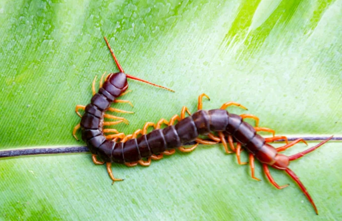 house centipede house centipede