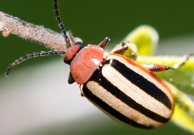 cucumber beetle