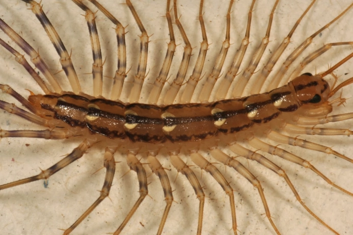 centipede vs millipede centipede vs millipede