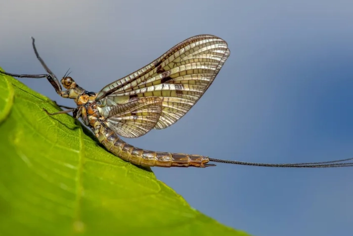 mayfly bite