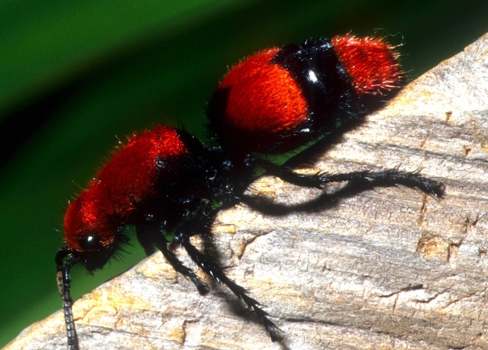 how to get rid of big red ants