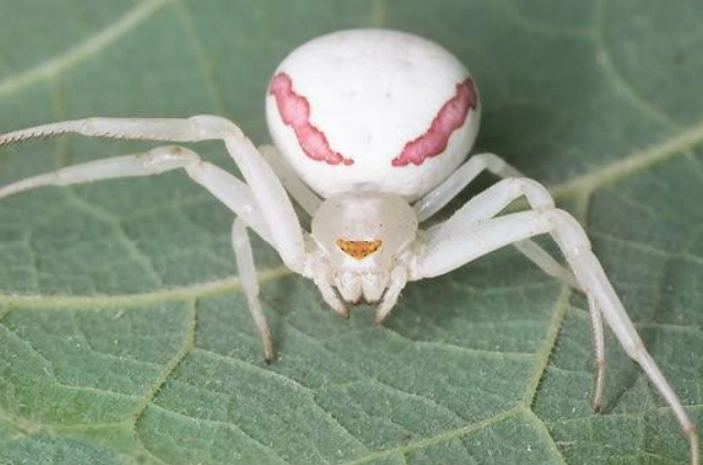 are white spiders in kansas poisonous
