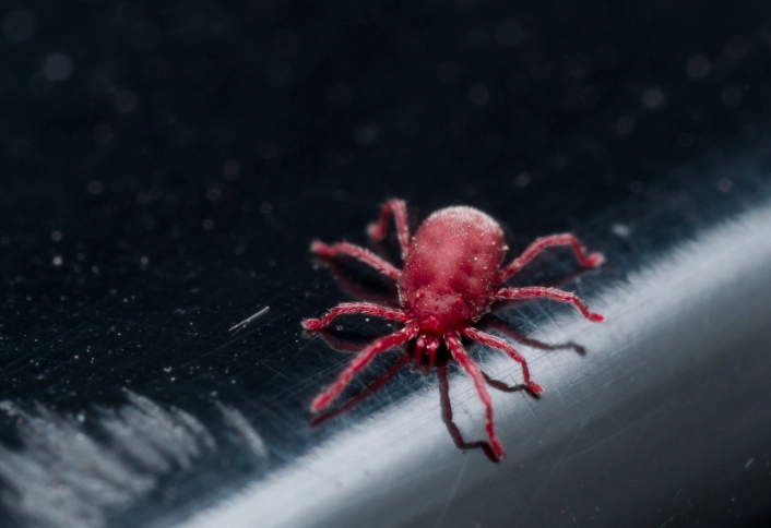 are there chiggers in vermont