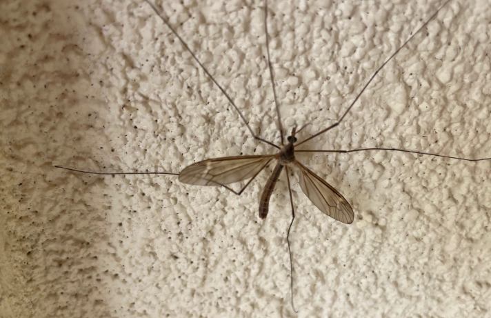 crane fly vs wasp crane fly vs wasp