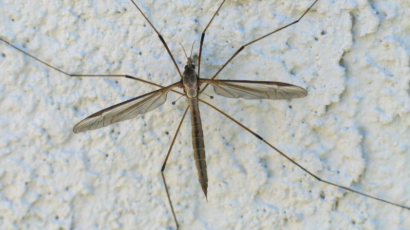 giant wasp-like fly giant wasp-like fly