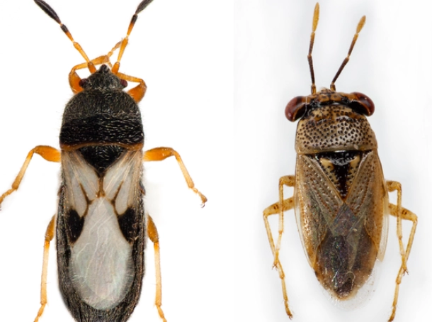 how to get rid of chinch bugs