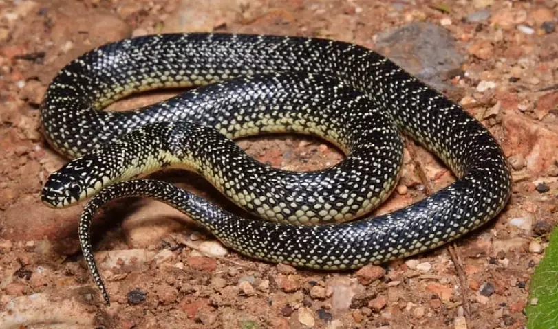 Missouri snake identification Missouri snake identification