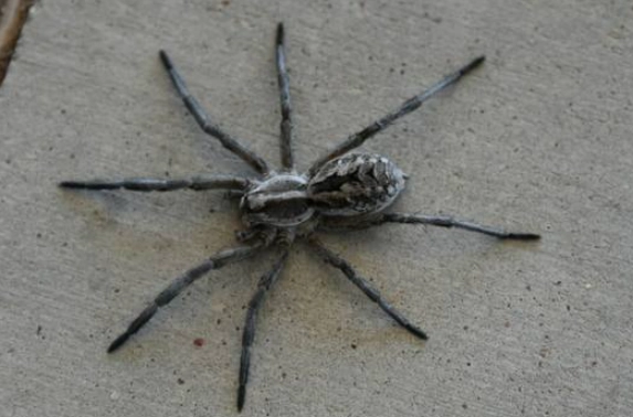 python web scraping framework python web scraping framework