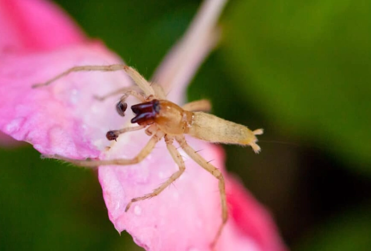 ks spiders tutorial ks spiders tutorial