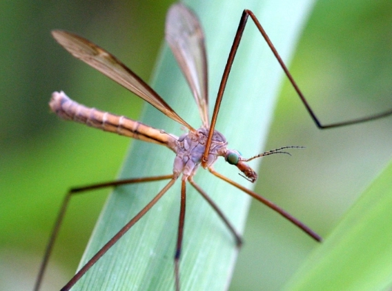 giant wasp-like fly giant wasp-like fly