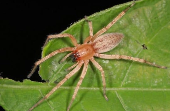 are white spiders in kansas poisonous
