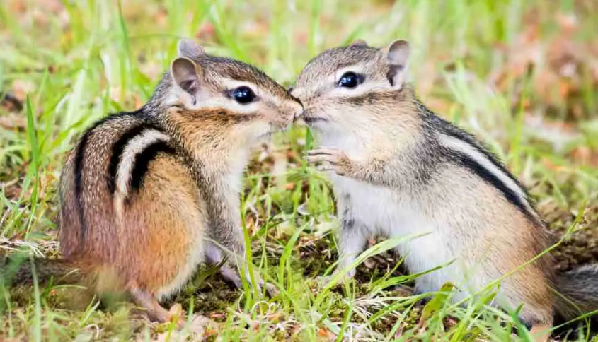 chipmunk habitat