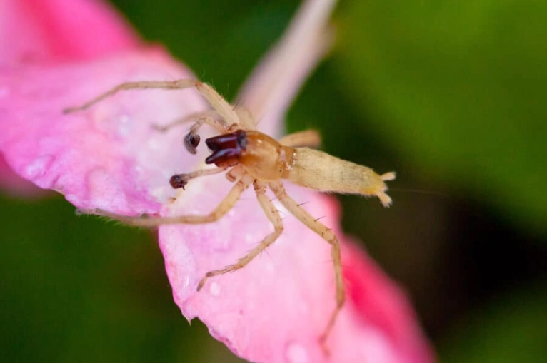 are white spiders in kansas poisonous