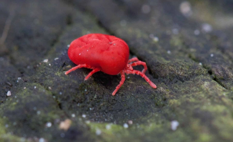 vermont chigger bites